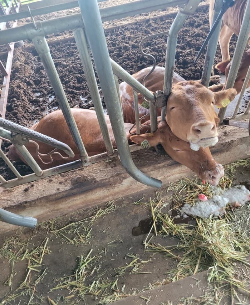 스탄존 감지 기능